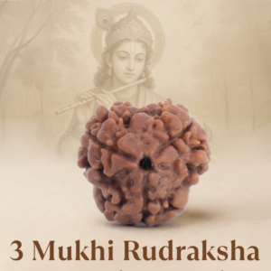 Siddh 3 Mukhi Rudraksha